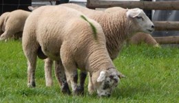 RamCompare seeks pedigree ram nominations for 2022